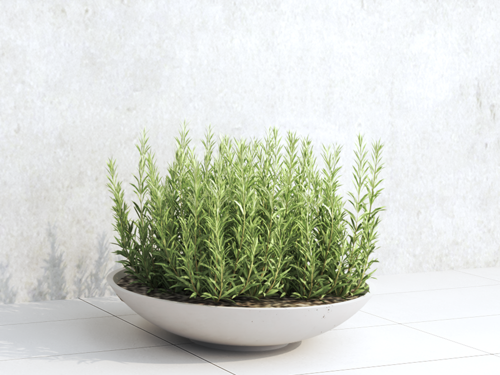 Tera bowl betono vazonas